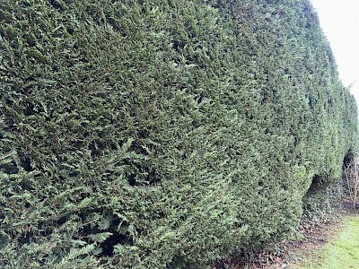 hedge trimming and shaping in bungay
