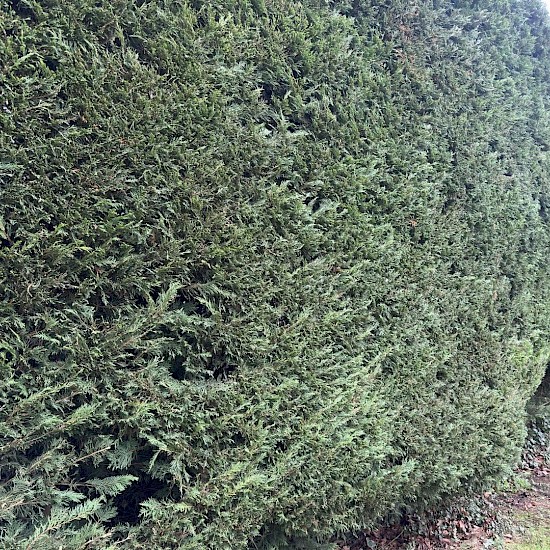hedge trimming and shaping in bungay