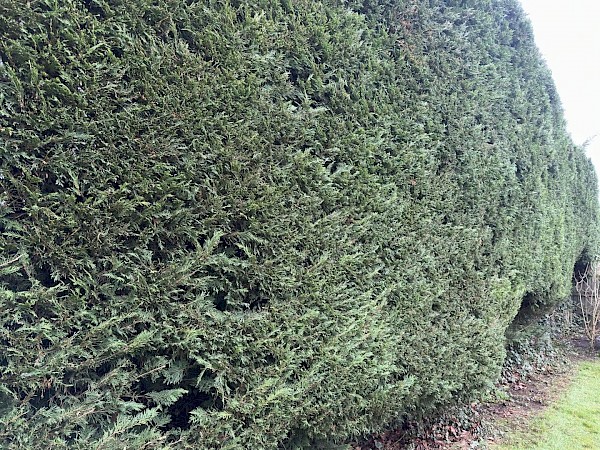hedge trimming and shaping in bungay