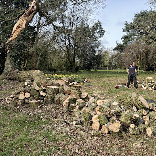 tree removals in diss