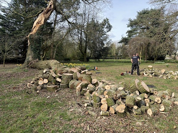 tree removals in diss
