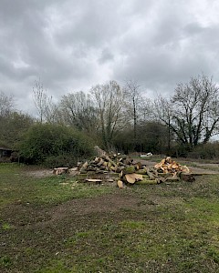 stump grinding in wymondham and attleborough