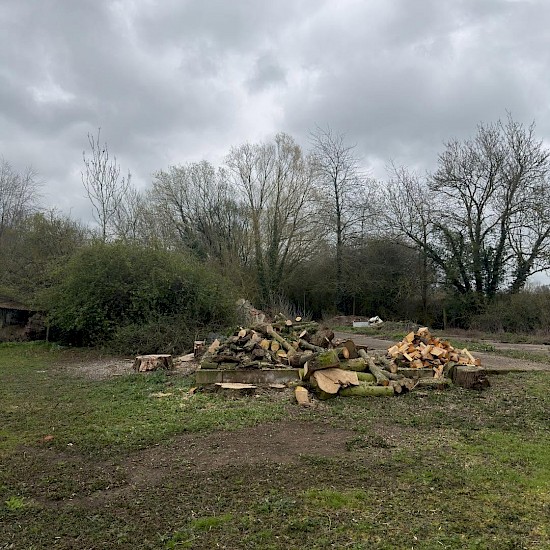 stump grinding in wymondham and attleborough