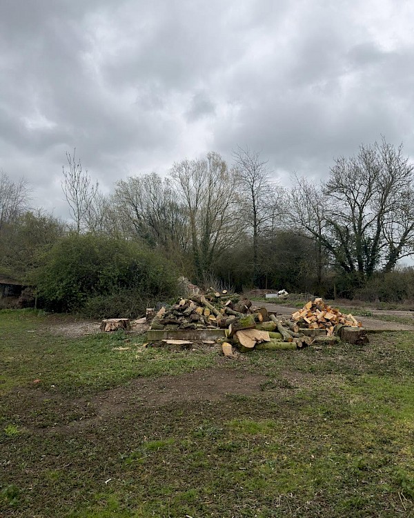 stump grinding in wymondham and attleborough