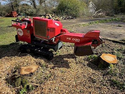 tree surgeon in norwich