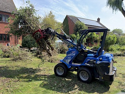 Removal of a diseased tree in Diss