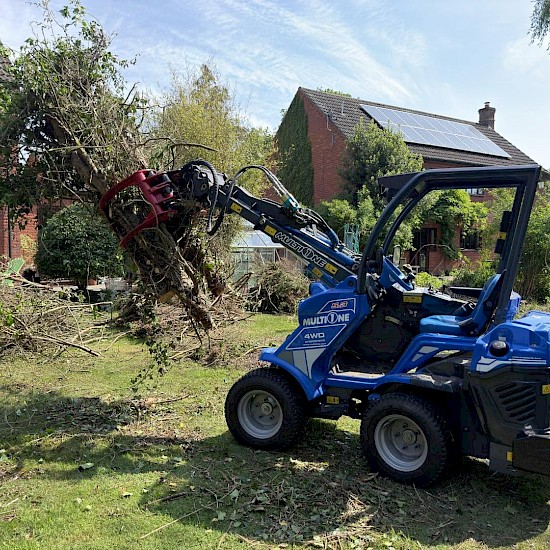 Removal of a diseased tree in Diss