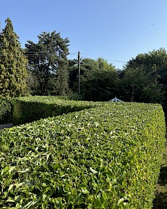garden hedge trimming in beccles