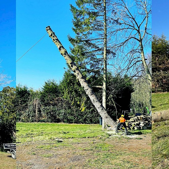 Ashley brown tree services norwich before during and after