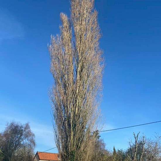 a brown large tree services diss