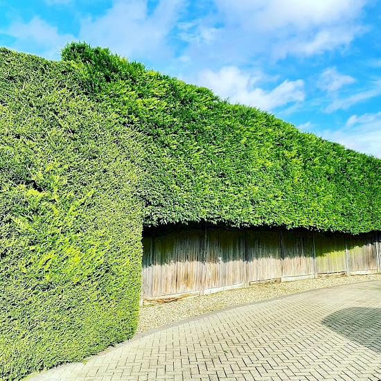 a brown tall garden hedge cutting attleborough
