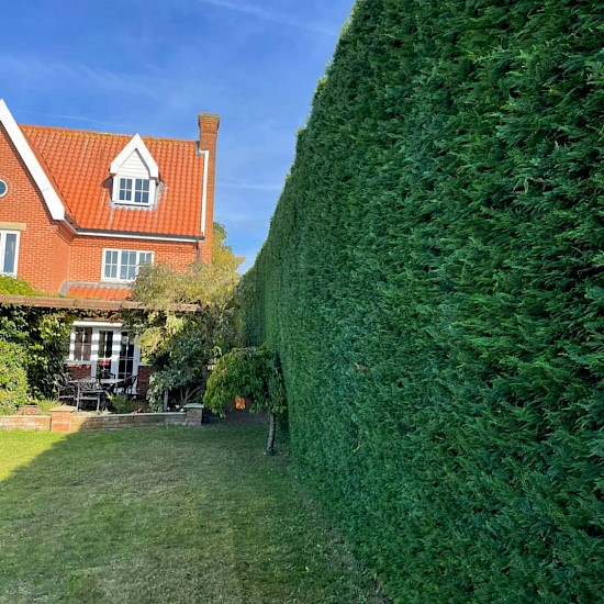 ashley brown large hedge cutting norwich