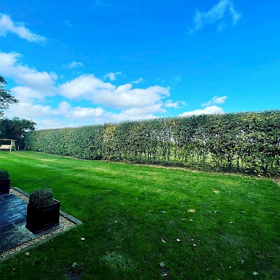 ashley brown tall hedge cutting attleborough