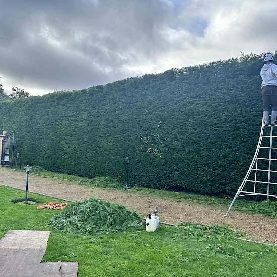Hedge trimming in Banam