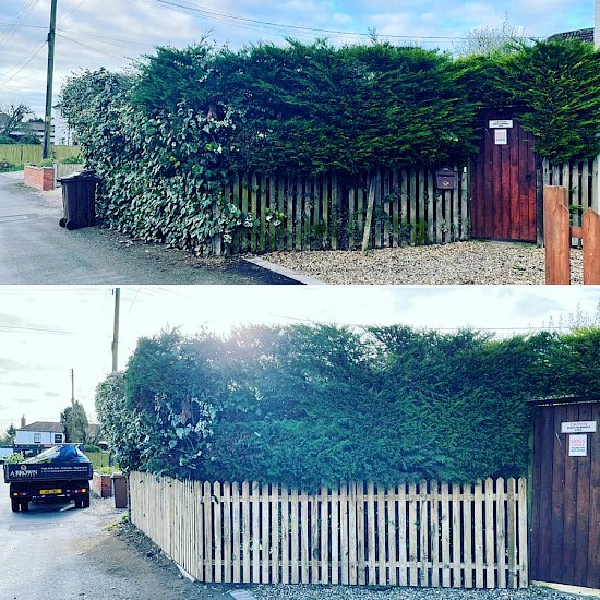 before and after hedge cutting Norfolk