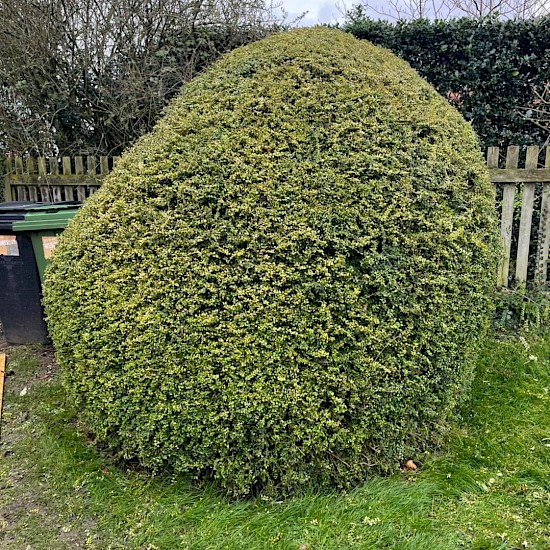brown hedge cutting Norwich round