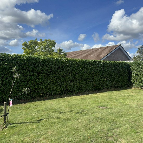 Hedge cutting beccles