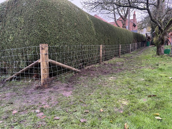 hedge cutting in bungay