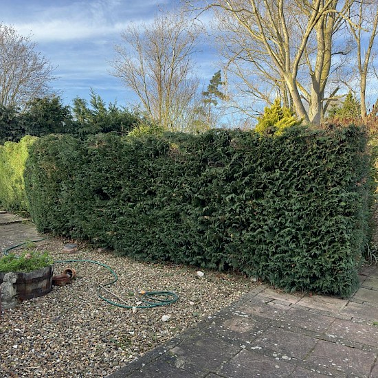 hedge cutting in diss