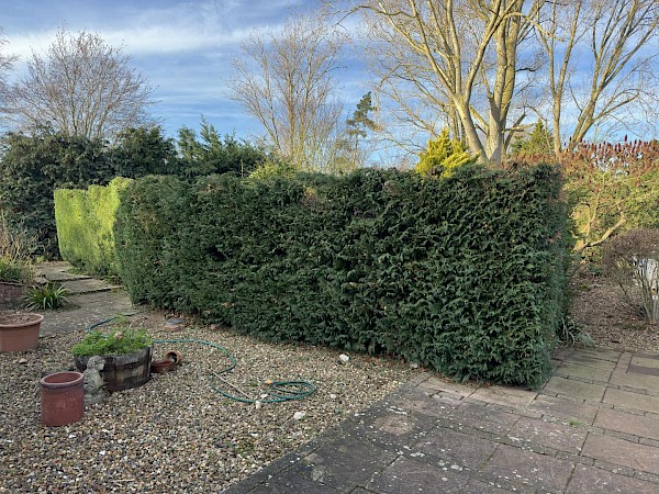 hedge cutting in diss