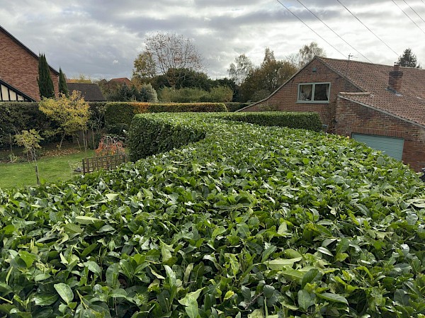 Hedge Cutting in Attleborough
