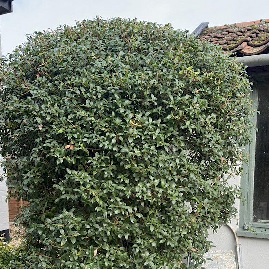 Hedge Cutting in Norfolk