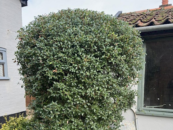 Hedge Cutting in Norfolk