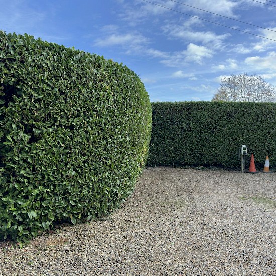 Hedge Cutting in Norwich