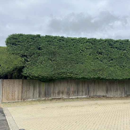 Hedge Cutting in Wymondham