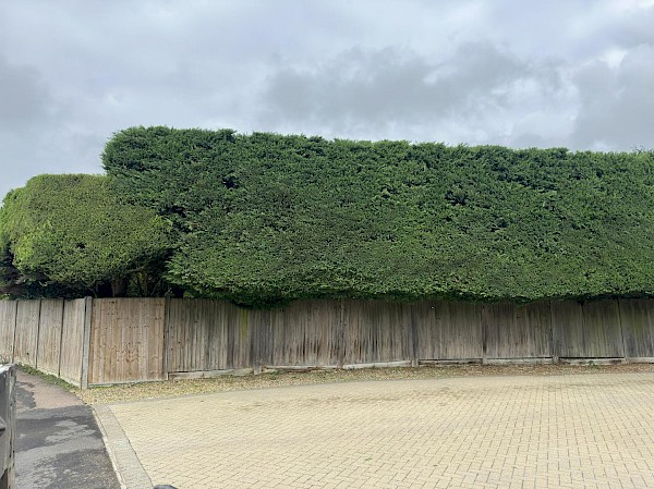 Hedge Cutting in Wymondham