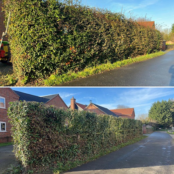 before and after pics of hedge cutting in norwich, norfolk