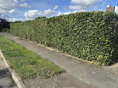 hedge cutting norfolk