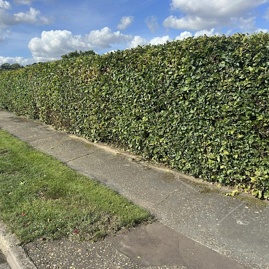 hedge cutting norfolk