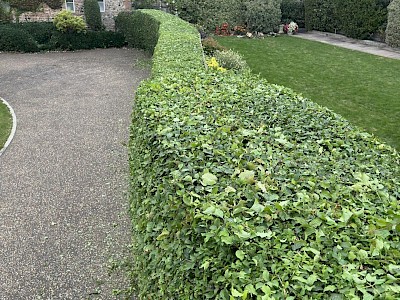 hedge cutting norwich