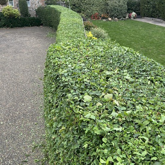hedge cutting norwich