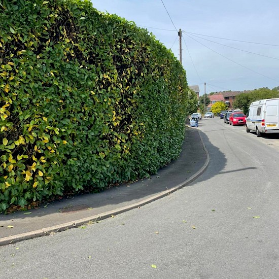 laurel hedge cutting norwich