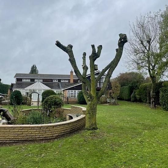 Re-pollarding Willow Tree norfolk