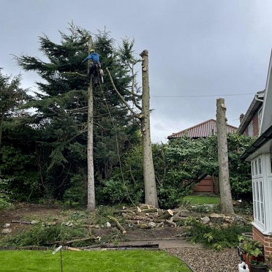 Tree Removal Norwich