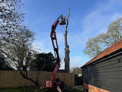 tree surgeon norfolk