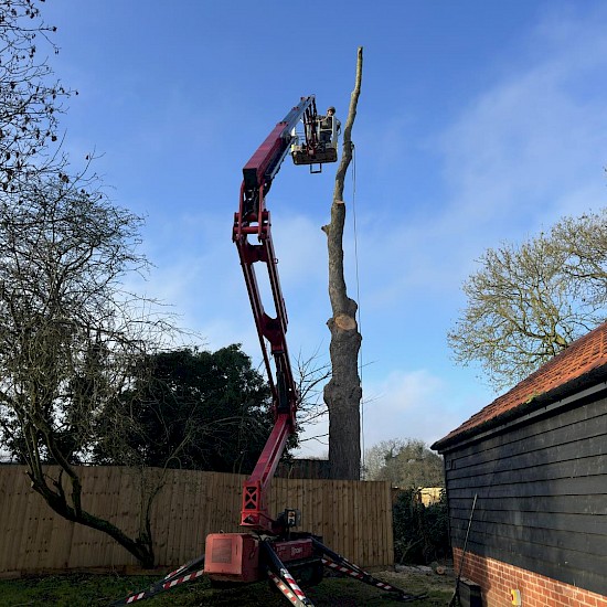 tree surgeon norfolk