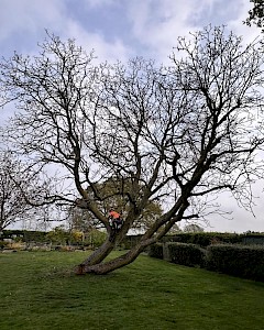 tree surgery attleborough