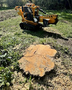 tree surgery diss