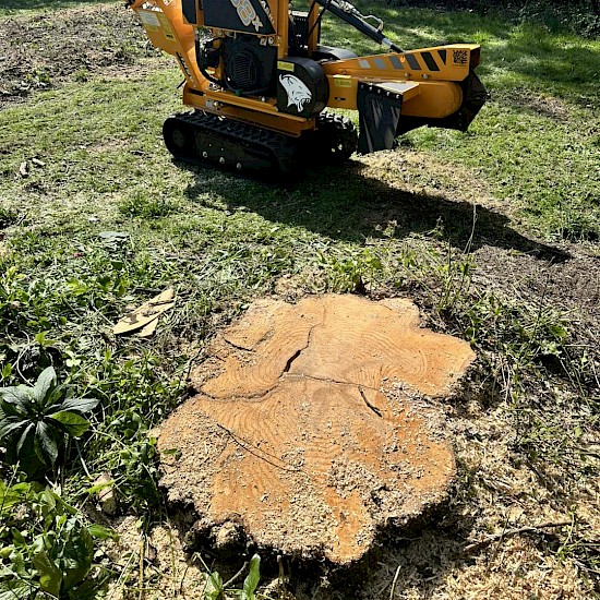 tree surgery diss