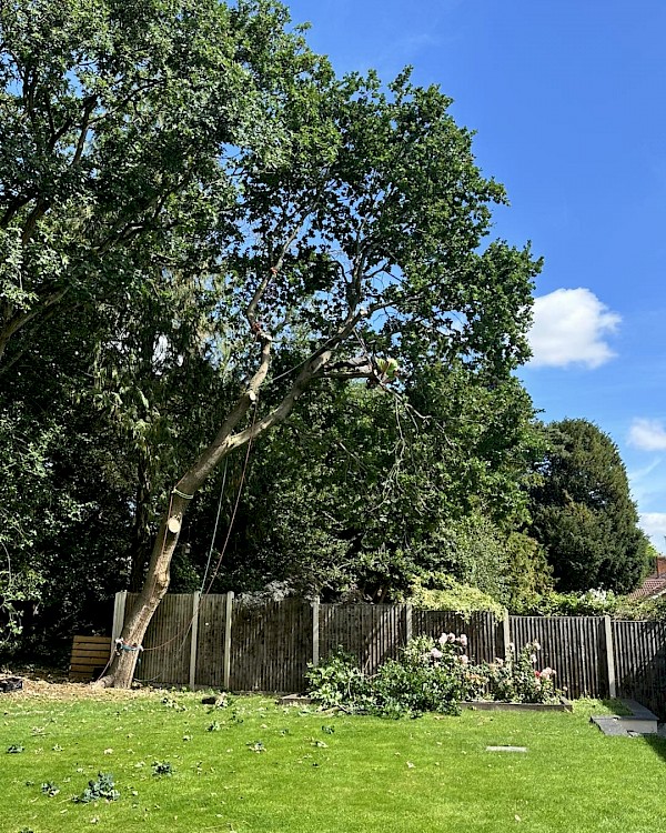tree surgery diss