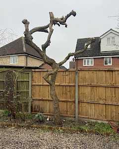 tree surgery norfolk