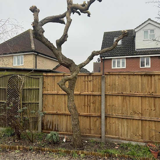 tree surgery norfolk