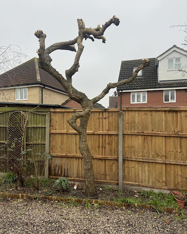 tree surgery norfolk