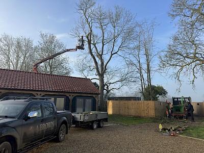 tree surgery norwich